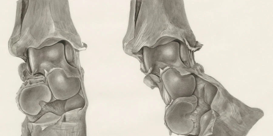 Light Therapy for Knee Osteoarthritis in Elderly Patients