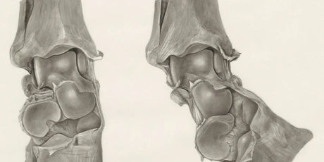 Light Therapy for Knee Osteoarthritis in Elderly Patients